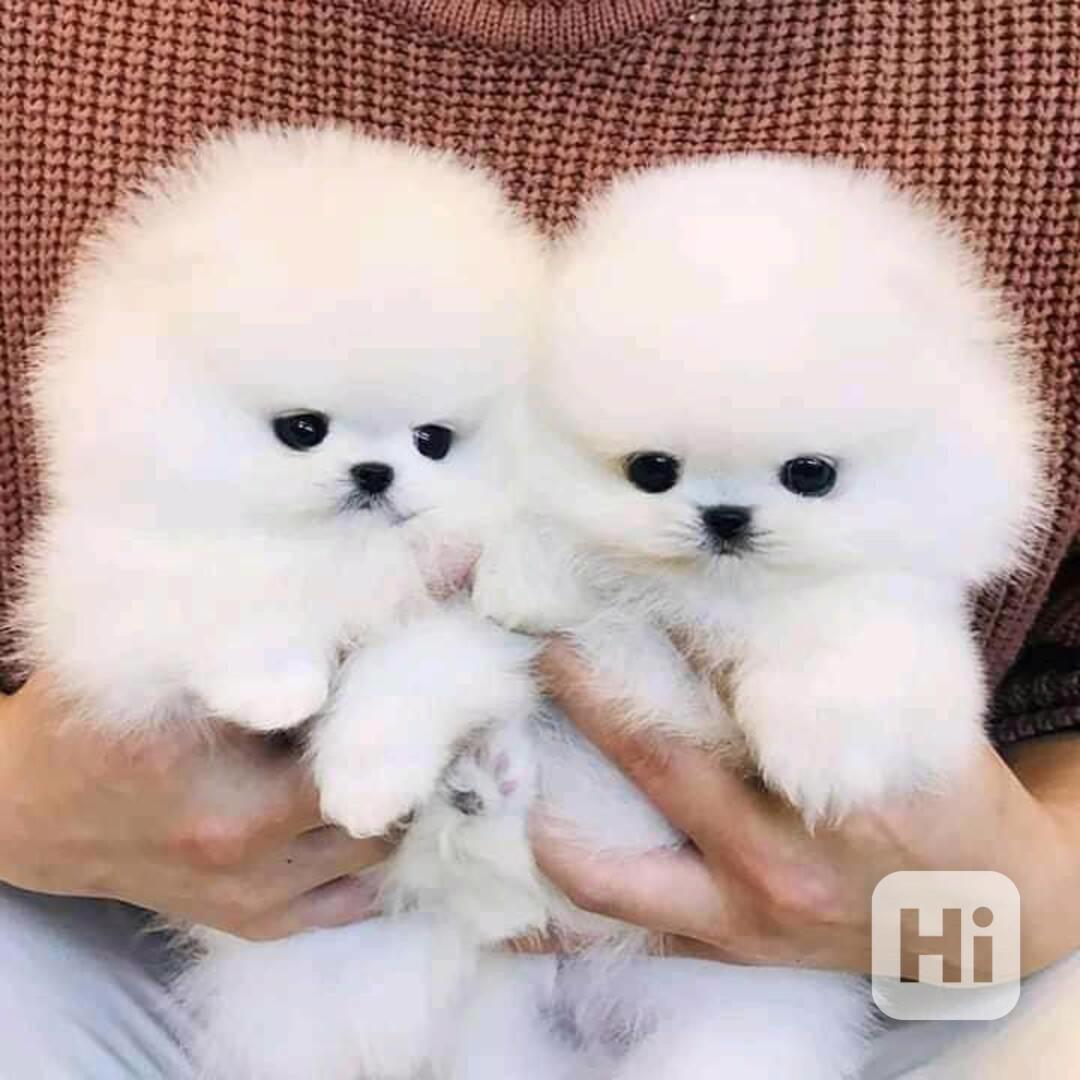 Roztomilá a hravá štěňata pomeraniana k prodeji - foto 1