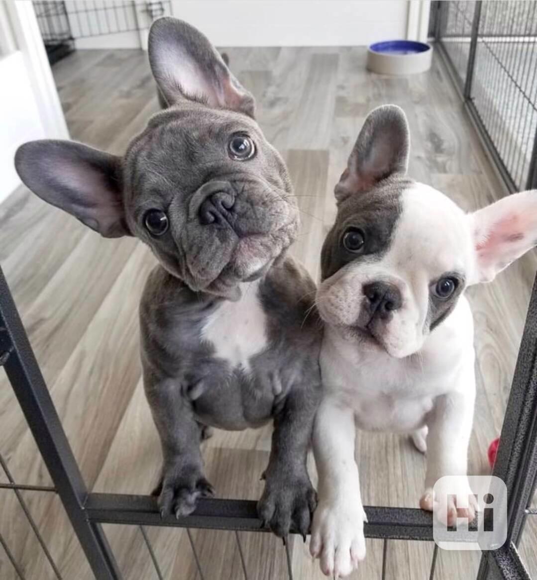  Zdarma Dobře vycvičená štěňata francouzského buldočka - foto 1