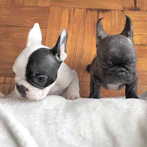  Zdarma Dobře vycvičená štěňata francouzského buldočka - foto 2