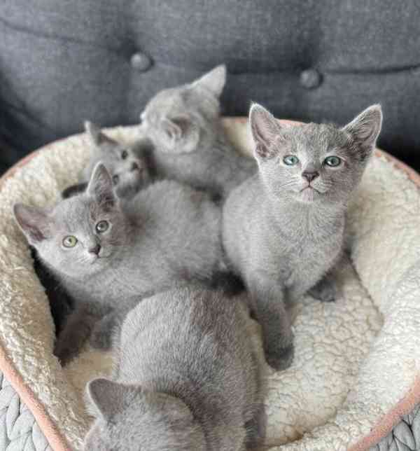 Prodám čistokrevné ruské modré kotě - foto 1
