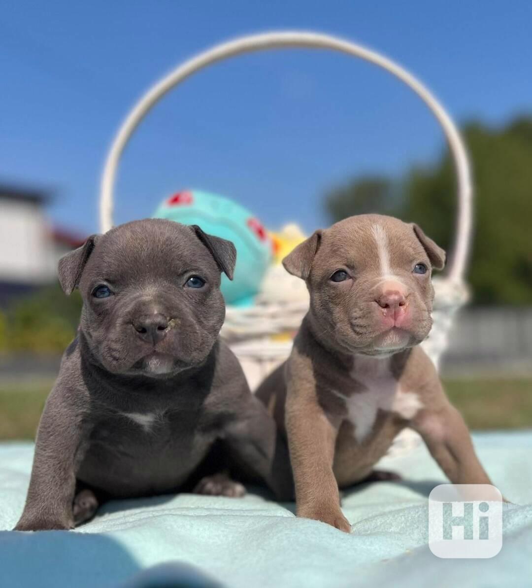 Štěňátko amerického kapesního buldoka k adopci zdarma   - foto 1