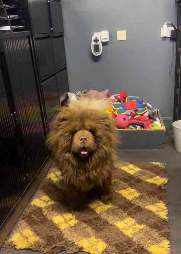 Extrémně vzácný jednobarevný lila samec štěněte chow chow - foto 5