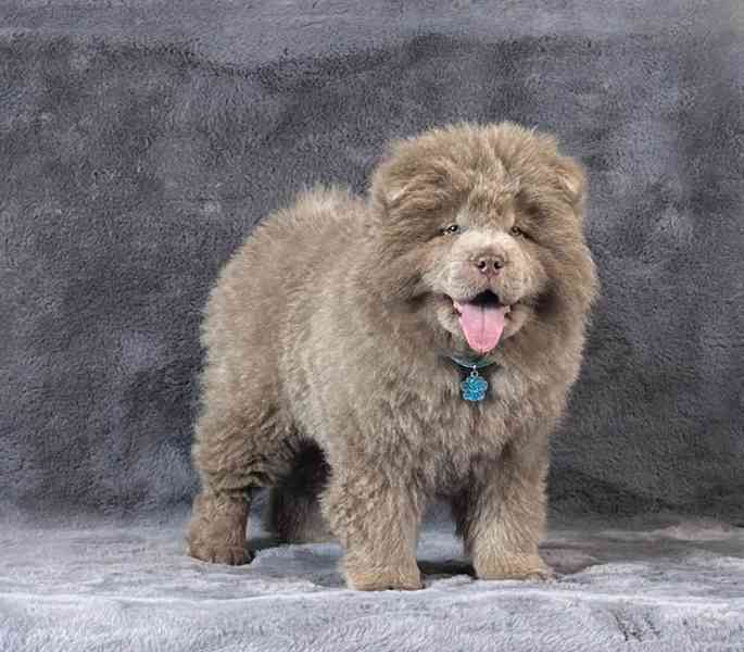 Extrémně vzácný jednobarevný lila samec štěněte chow chow - foto 1