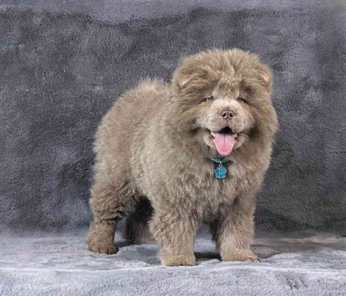 Extrémně vzácný jednobarevný lila samec štěněte chow chow - foto 2
