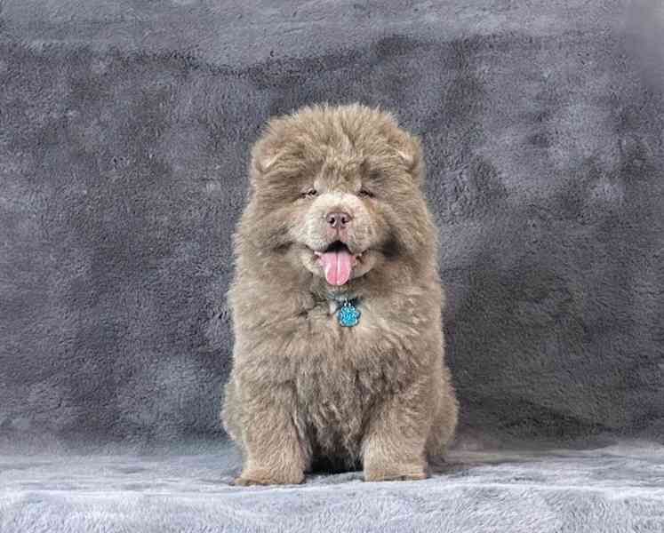 Extrémně vzácný jednobarevný lila samec štěněte chow chow - foto 4