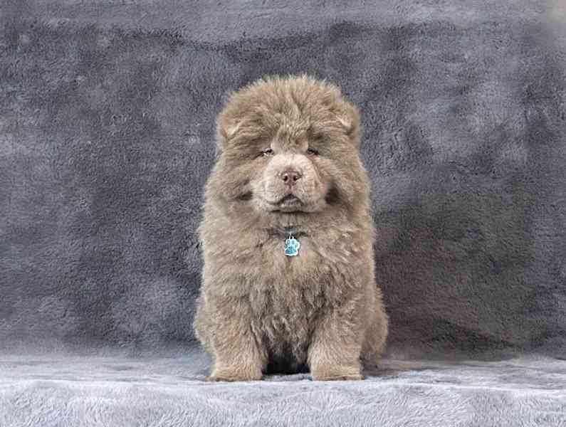 Extrémně vzácný jednobarevný lila samec štěněte chow chow - foto 3