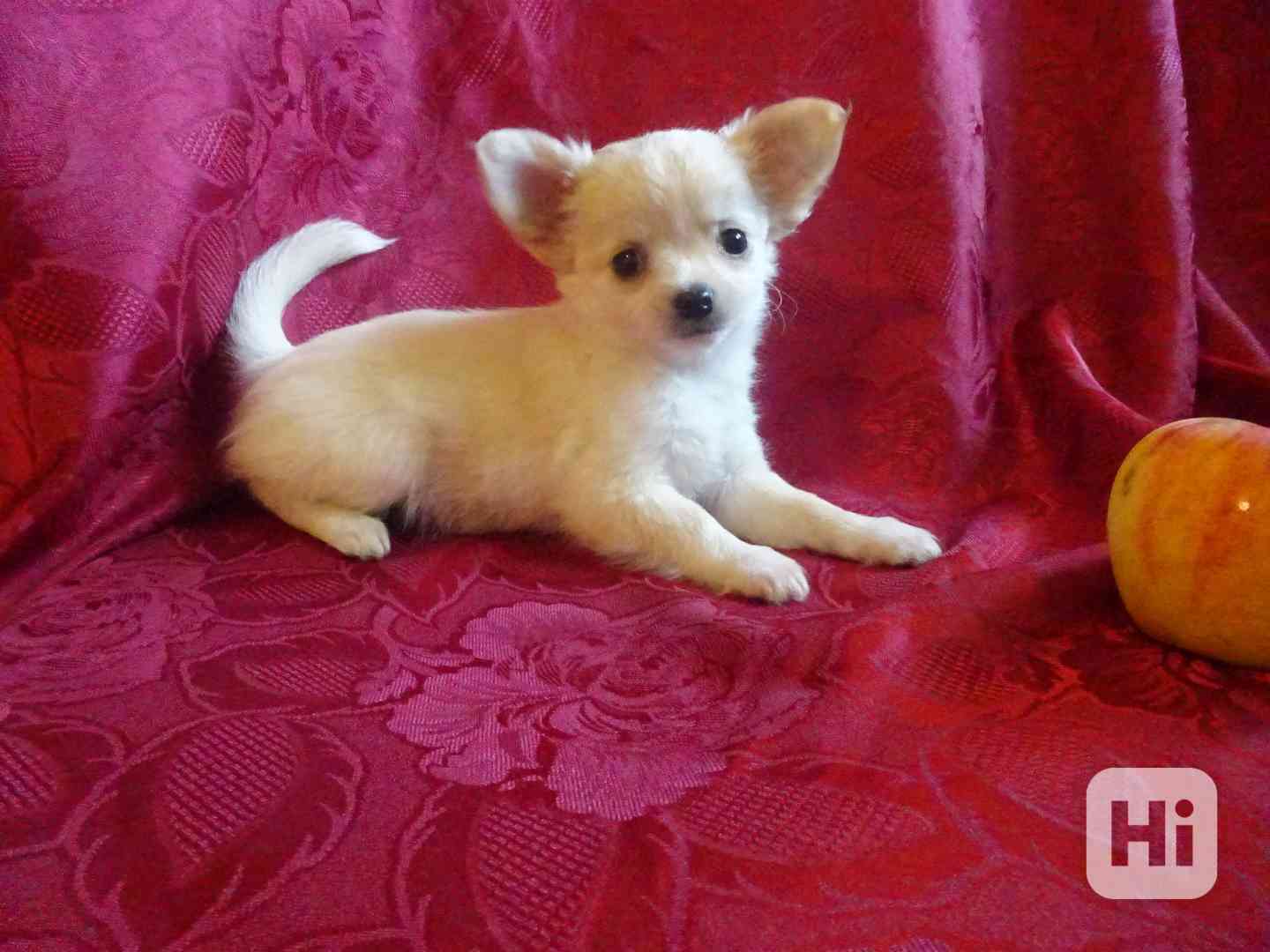 Nabízím štěňátko čivava bez PP, fenečka dlouhosrstá. - foto 1