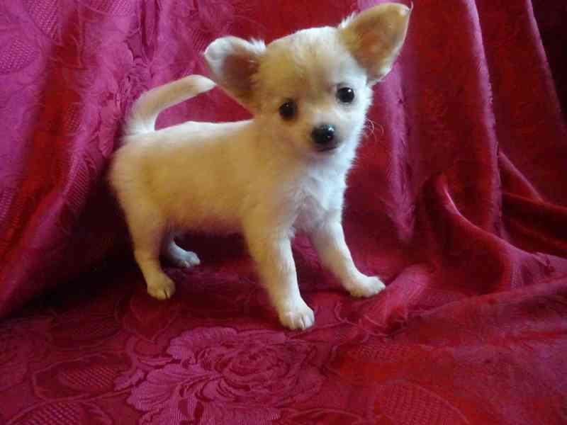 Nabízím štěňátko čivava bez PP, fenečka dlouhosrstá. - foto 2