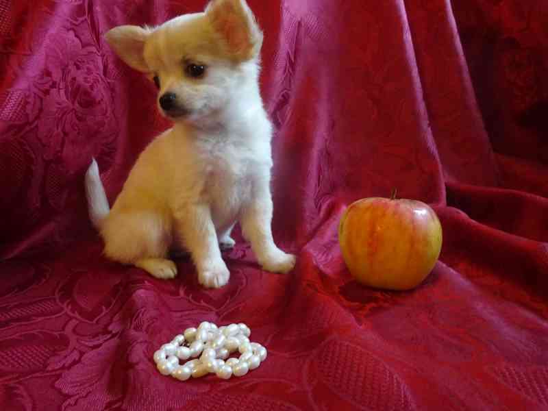 Nabízím štěňátko čivava bez PP, fenečka dlouhosrstá. - foto 3