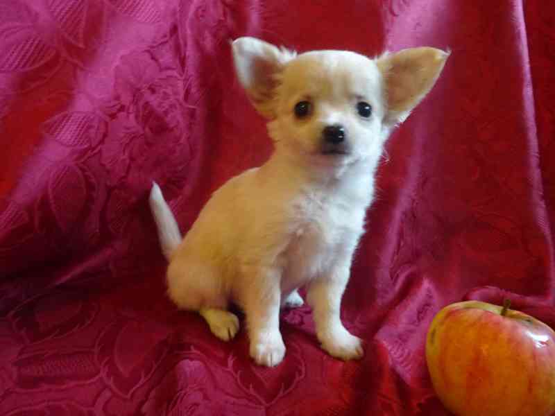 Nabízím štěňátko čivava bez PP, fenečka dlouhosrstá. - foto 6