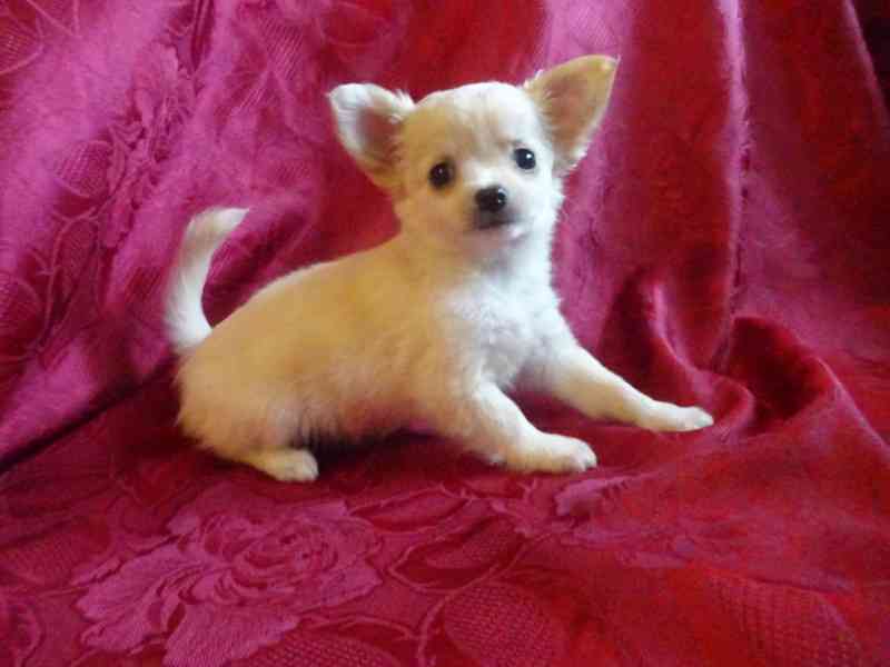 Nabízím štěňátko čivava bez PP, fenečka dlouhosrstá. - foto 5