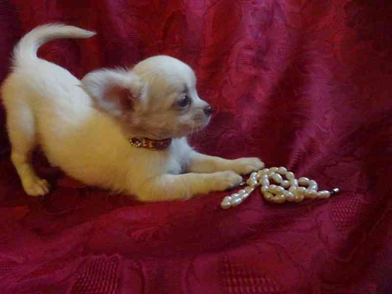 🐶 Nabízím štěňátko čivava bez PP, fenečka dlouhosrstá 🐾 - foto 1