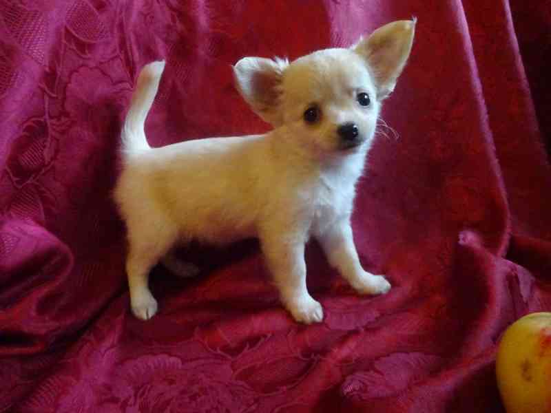 Nabízím štěňátko čivava bez PP, fenečka dlouhosrstá. - foto 4