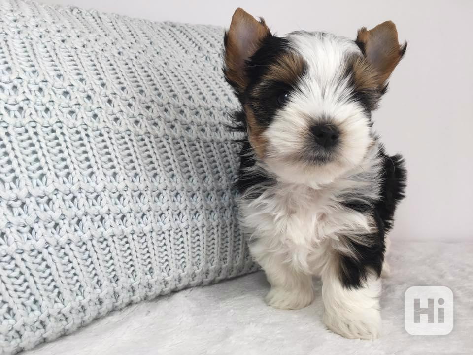 Jorkšír - prodáme štěňátka bez pp - foto 1