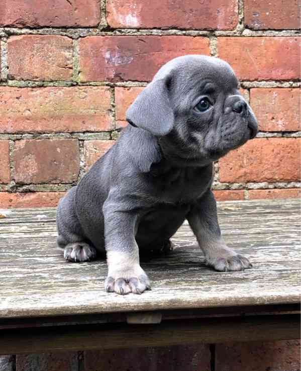 Roztomilá štěňata francouzského buldočka hledají novou rodin