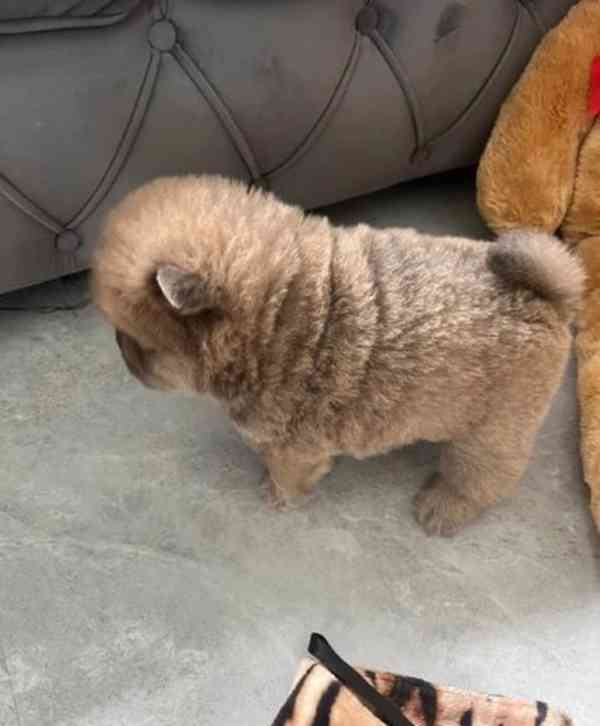 CHAMPION LINES BEAR FACED CHOW CHOWS 🦁 - foto 2