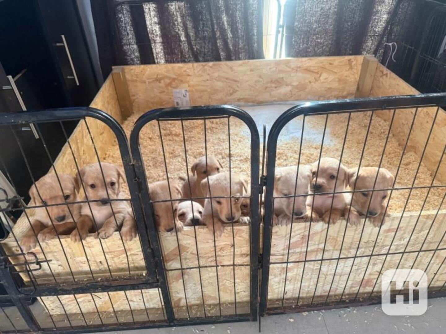 Labradorský retrívr  - štěňata s PP  - foto 1