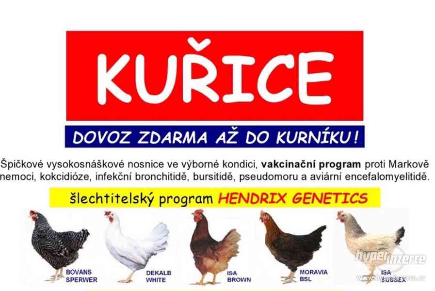 ŠPIČKOVÉ KUŘICE HENDRIX GENETICS - dovoz zdarma ! - foto 1