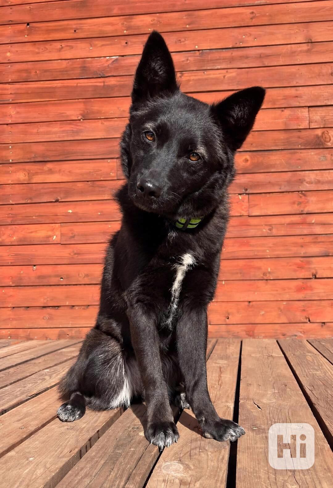 SÁRA - 12 kg, kastrovaná fenečka 2 roky  - foto 1