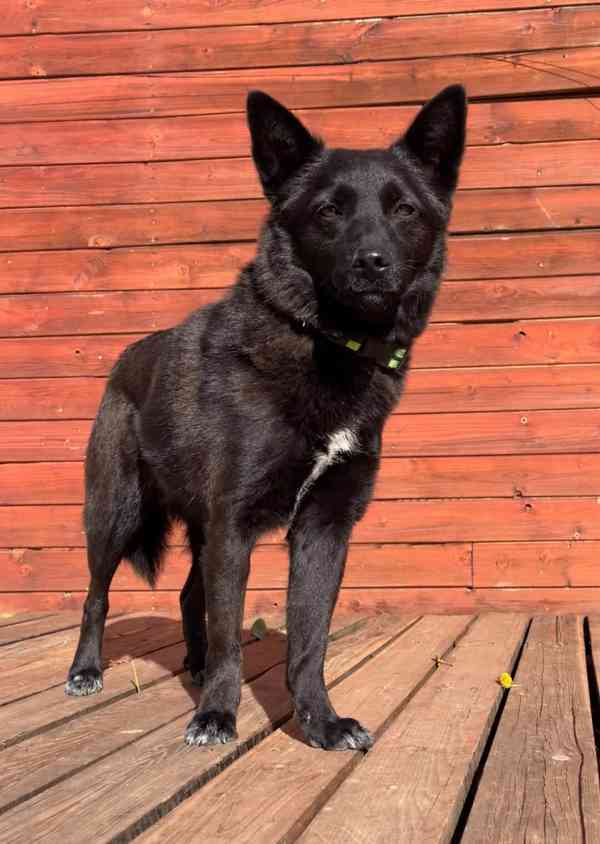 SÁRA - 12 kg, kastrovaná fenečka 2 roky  - foto 2