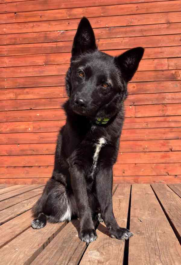 SÁRA - 12 kg, kastrovaná fenečka 2 roky  - foto 1