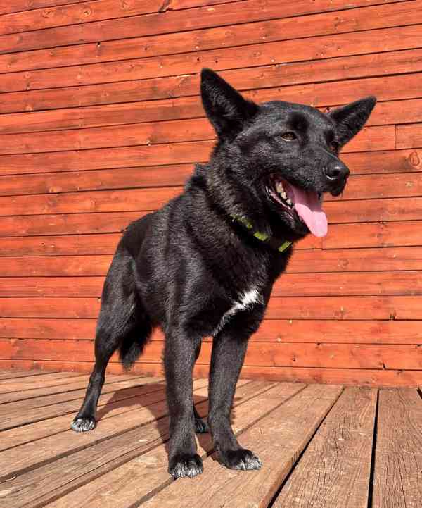 SÁRA - 12 kg, kastrovaná fenečka 2 roky  - foto 3