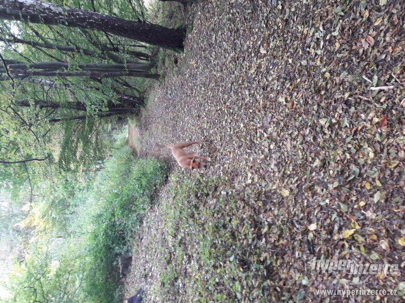 staford daruji - foto 2