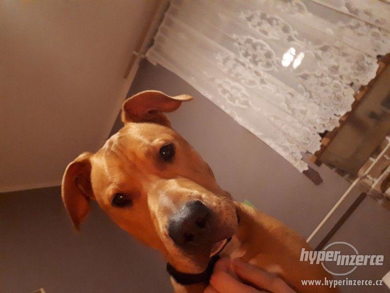 staford daruji - foto 3