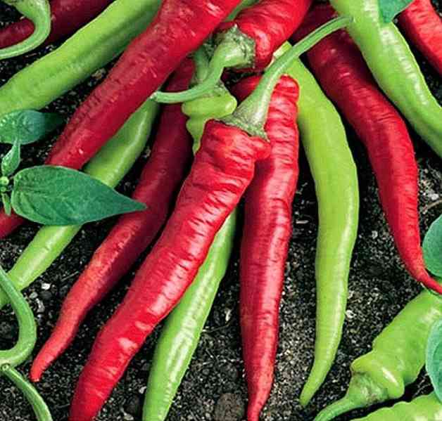 Paprika Artist - semena - foto 1