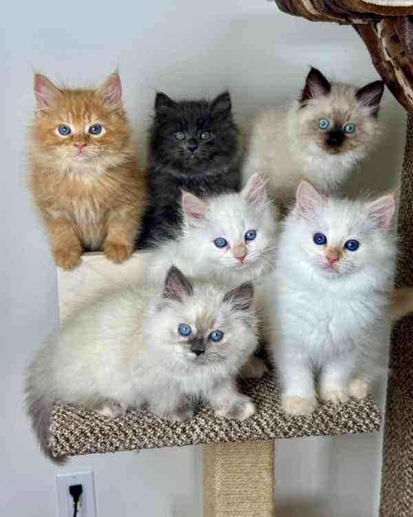 Sibiřské kotě na prodej - foto 1