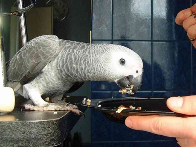 ***Doma vychovaní mluvící afričtí papoušci šedí - foto 1