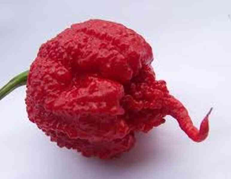 sazenice chilli Carolina reaper - foto 1