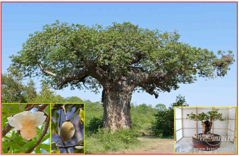Baobab - sazenice - foto 1