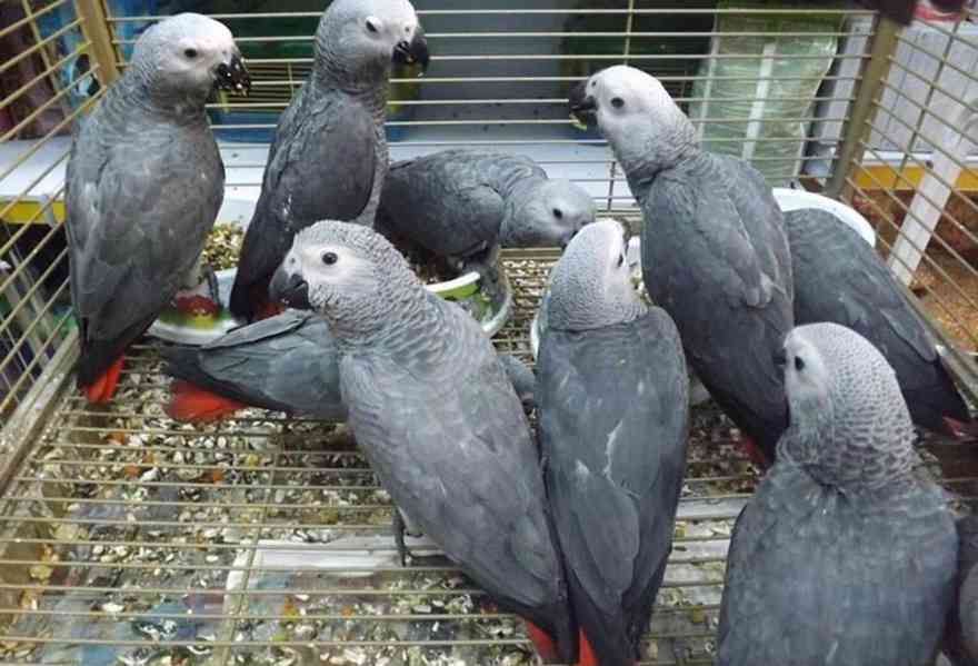 🦜 Pár papoušků šedých