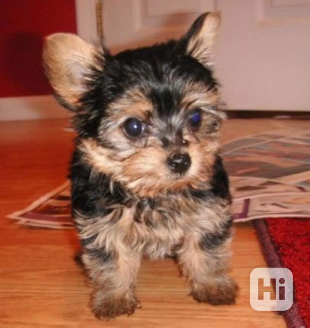 Štěně jorkšíra odchovaného v kvalitní rodině - foto 1