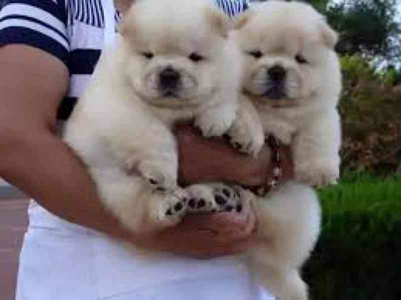 Rozkošná chow chow Štěňata na prodej čau čau na prodej. Tent - foto 1
