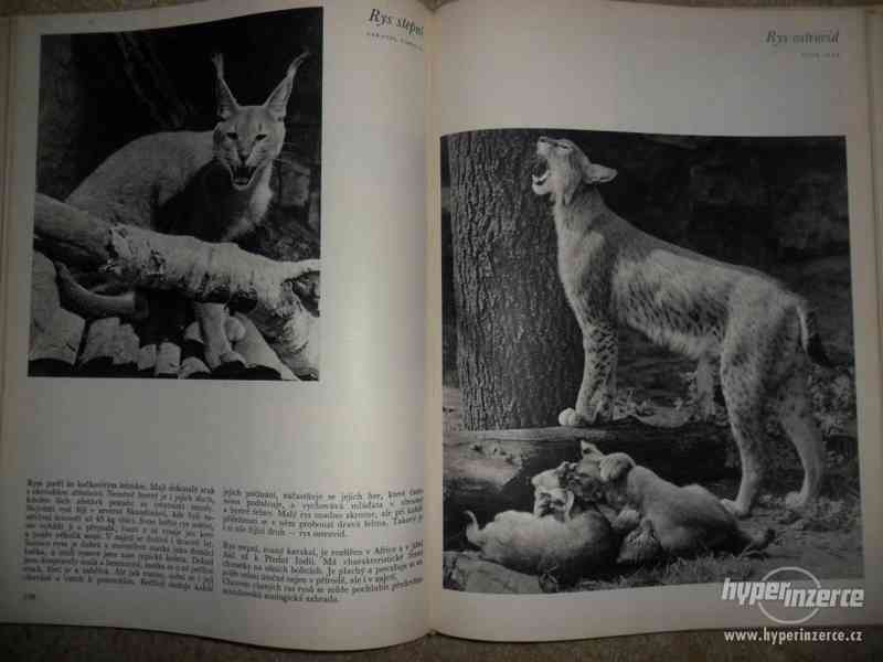 Prodám starou knihu o zvířatech v evropských zoo - foto 4