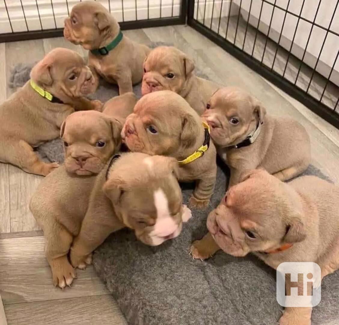 petÚžasná štěňata anglického buldoka s průkazem původu (KC), - foto 1