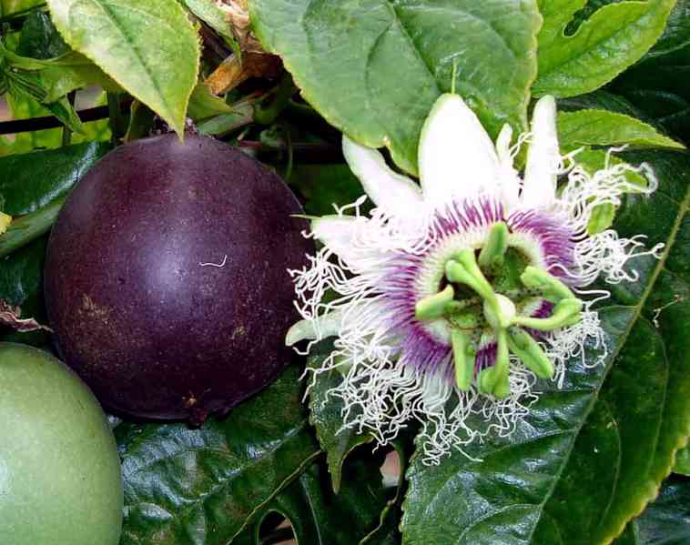 Sazenice Passiflora edulis - mmučenka jedlá vel. cca 10 - 15