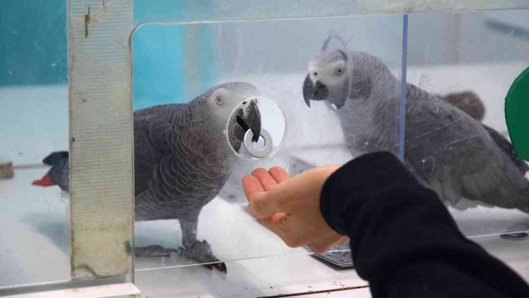 Mluví afroameričtí šedí papoušci na prodej. - foto 3