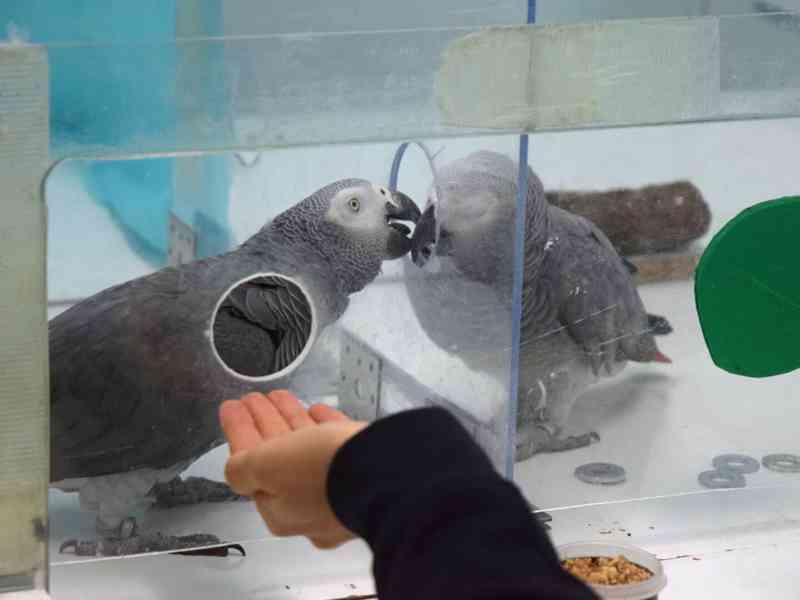 Mluví afroameričtí šedí papoušci na prodej. - foto 4