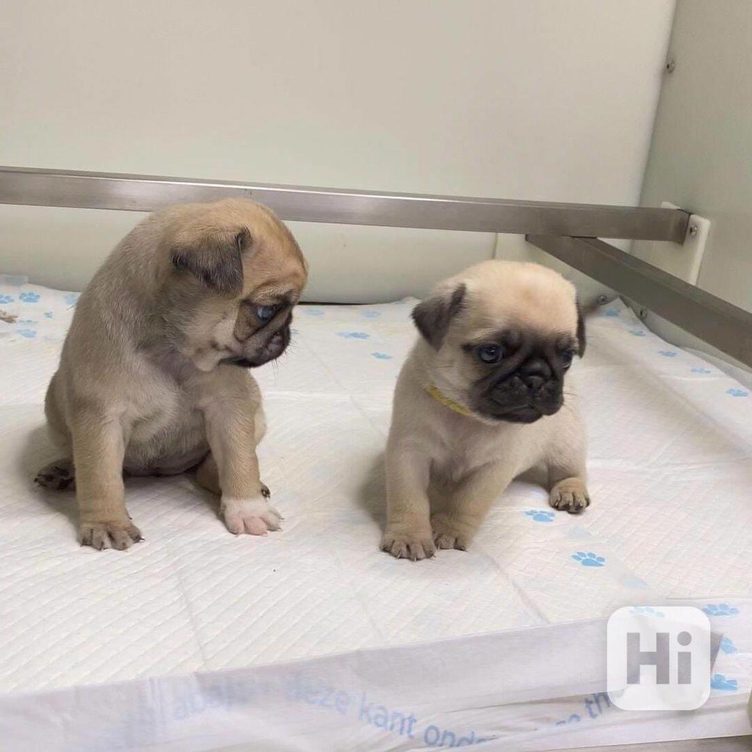 Roztomilá mops štěňata pro adopci Máme tři (jeden muž a dvě  - foto 1