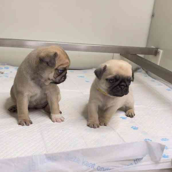 Roztomilá mops štěňata pro adopci Máme tři (jeden muž a dvě  - foto 1