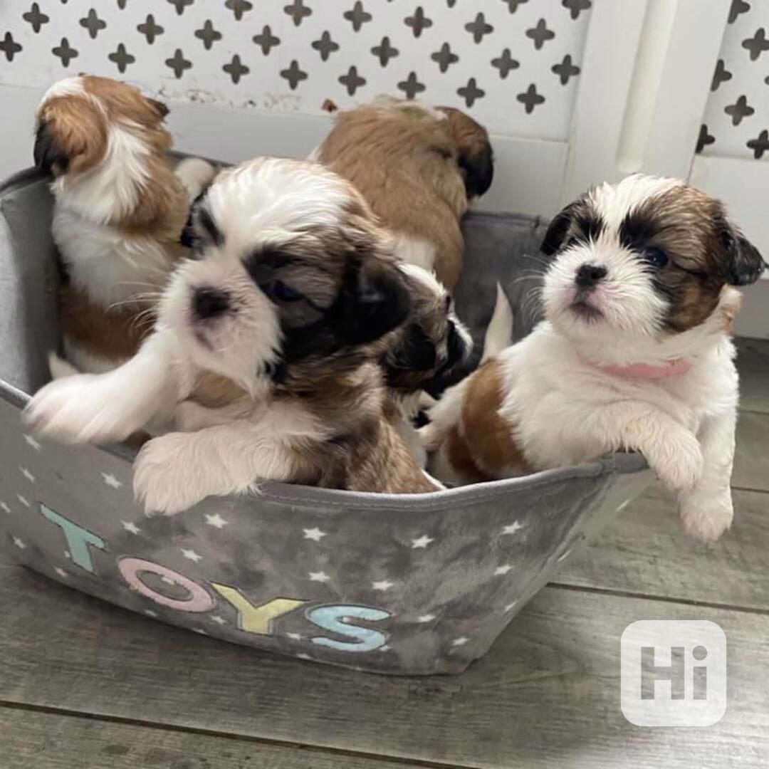Štěňata shih tzu k odběru - foto 1