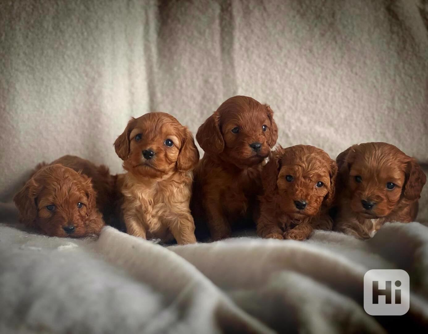 hračka cavapoo - foto 1