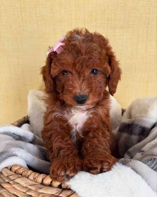 hračka cavapoo - foto 5