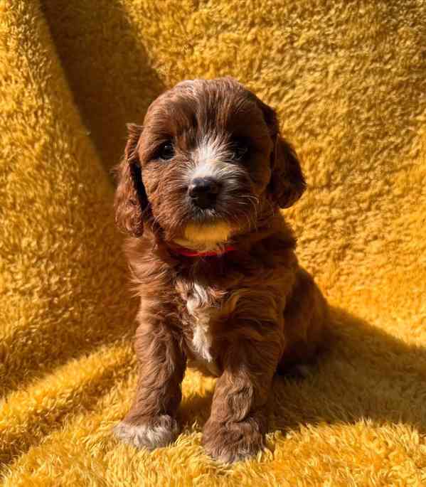 hračka cavapoo - foto 3