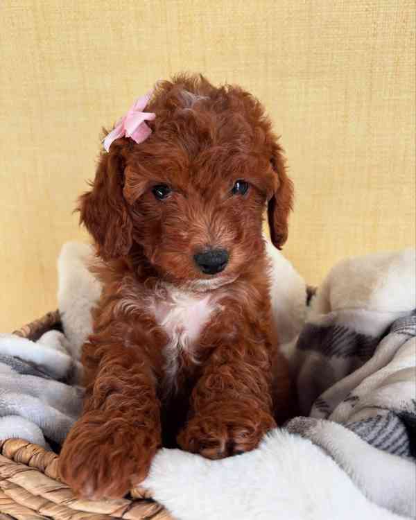 hračka cavapoo - foto 2
