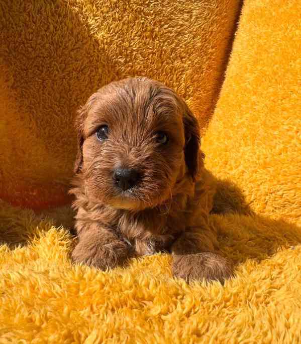 hračka cavapoo - foto 4