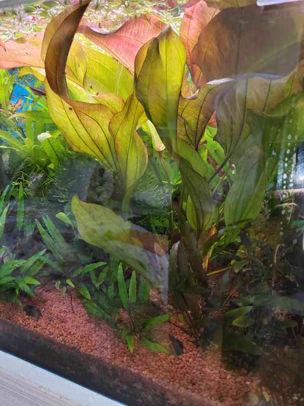 Akvarijní rostlinky   - foto 2